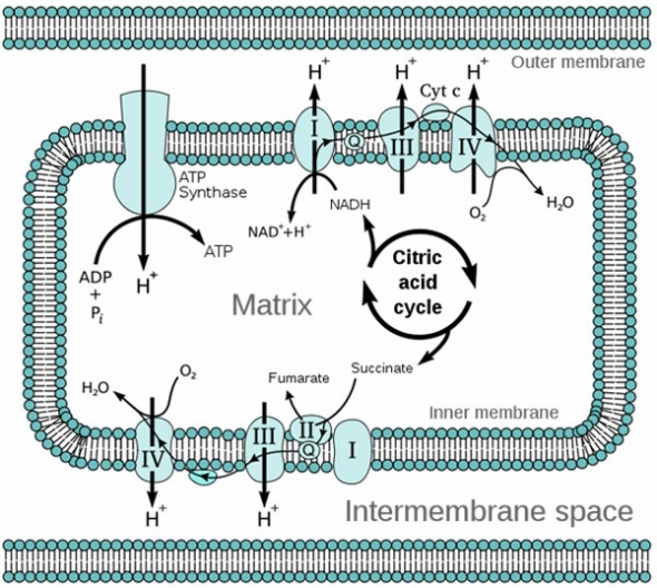 Mitochondrial Oxidative Phosphorylation (Electron Transport Chain)