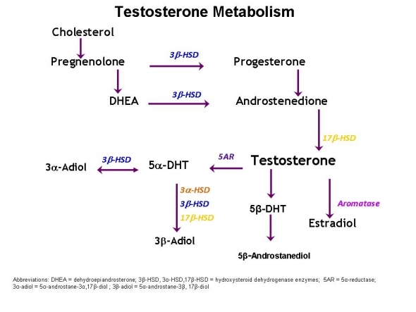 Testosterone Pathways